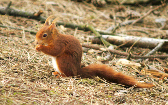 Red Squirrel 01 N9