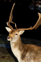 Deer 008 N52