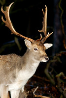 Deer 010 N52