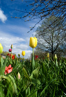 Oakwood Tulips 01 D95