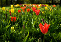 Oakwood Tulips 04 D95