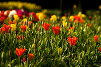 Oakwood Tulips 08 D95