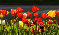 Oakwood Tulips 13 D96