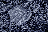Winter Leaves 018 N981
