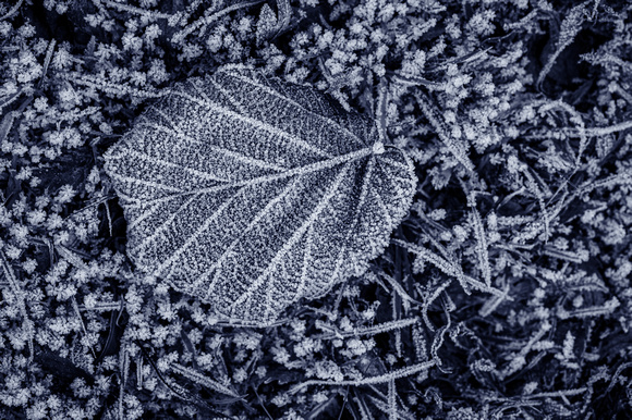 Winter Leaves 018 N981