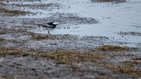 Black-backed Wagtail 001 N1029