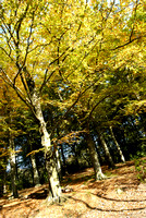 Autumn Trees 07 N14
