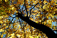 Autumn Trees 02 N14
