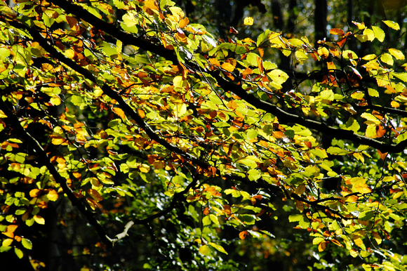 Autumn Trees 11 N14