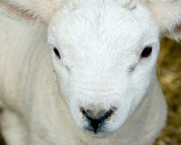 Lambs  007 D133