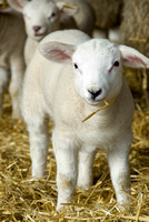Lambs  011 D133
