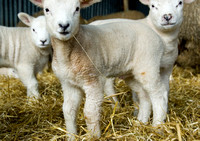 Lambs  008 D133