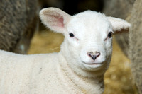 Lambs  004 D133