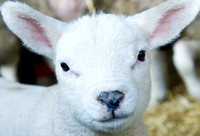 Lambs  001 D133