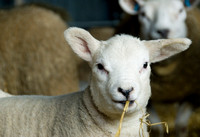 Lambs  009 D133