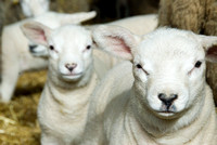 Lambs  005 D133
