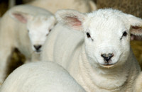 Lambs  012 D133
