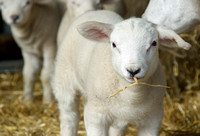 Lambs  010 D133