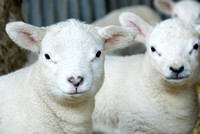 Lambs  003 D133