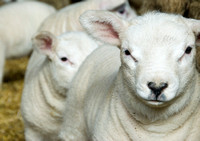 Lambs  006 D133