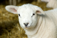 Lambs  013 D133