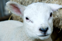Lambs  002 D133