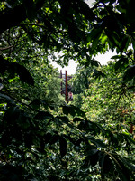 Treetop Walkway 017 N525