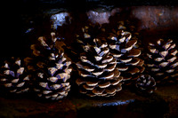 Pine Cones 014 N810