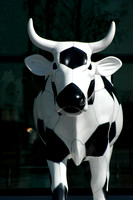 Cows 14 D55