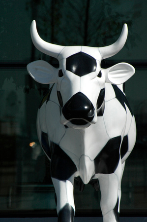 Cows 14 D55
