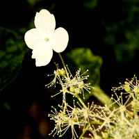 Hydrangea petiolaris 005 N339