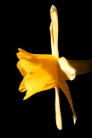 Daffodils 07 N7