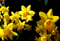 Daffodils 16 N7