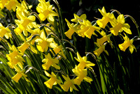 Daffodils 03 N7