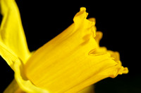 Daffodils 02 N7
