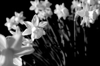 Daffodils 15 B&W N7