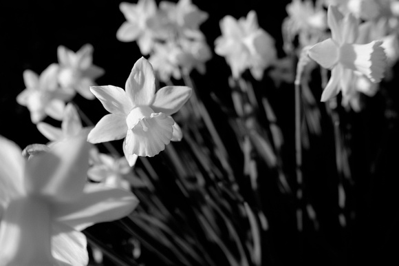 Daffodils 15 B&W N7