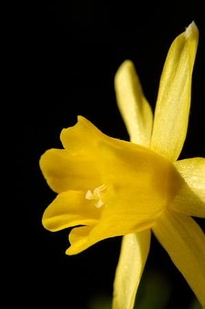 Daffodils 11 N7