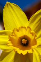 Daffodils 12 N7