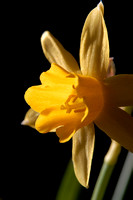 Daffodils 06 N7