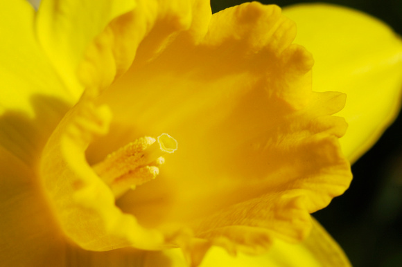 Daffodils 01 N7