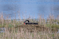 Black Swan 013 N1049