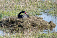 Black Swan 020 N1049