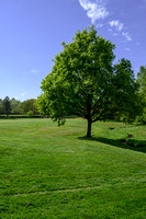Worsley Golf Course 004 N787