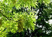 Fraxinus excelsior Jaspidea 005 N336