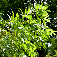 Fraxinus excelsior Jaspidea 006 N336