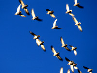 Birds in flight 1 N2