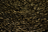 Cockerham sand ripples N1