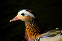 Mandarin Duck 02 N9