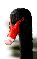 Black Swan 01 N9
